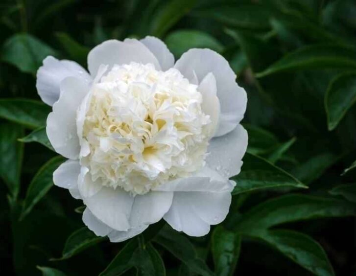 White Peonies