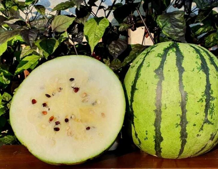 white watermelon White Watermelon