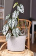 White Wizard Philodendron