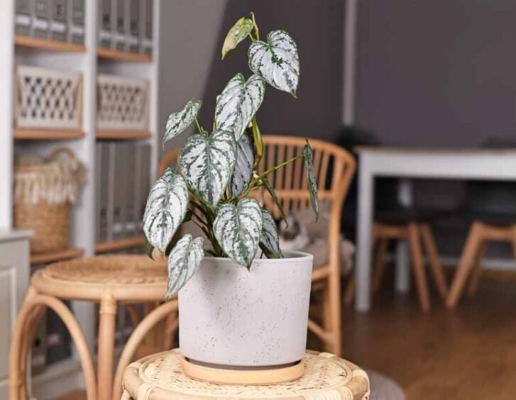 white wizard philodendron White Wizard Philodendron