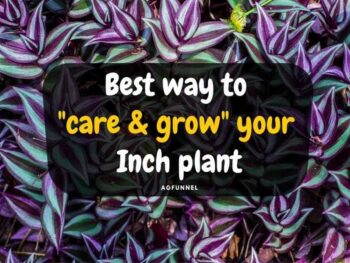 Best way to care & grow your inch plant.