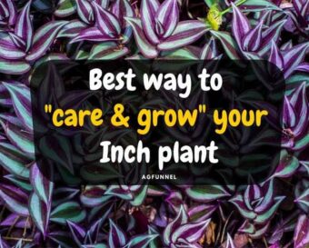 Best way to care & grow your inch plant.
