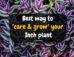 Best way to care & grow your inch plant.