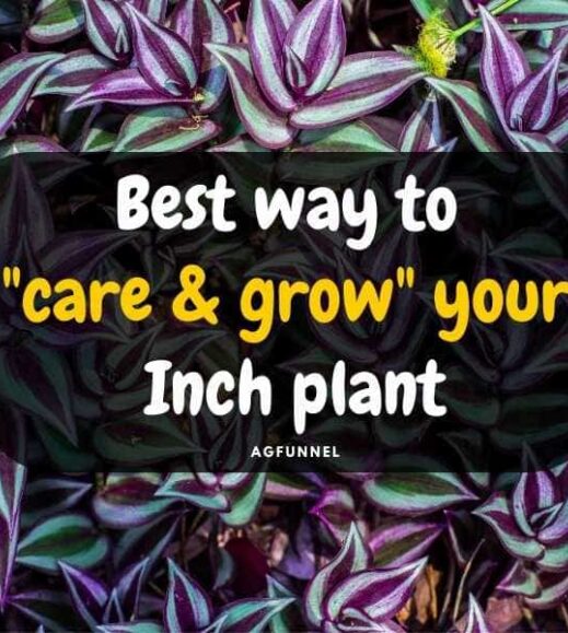 Best way to care & grow your inch plant. Best way to care & grow your inch plant.