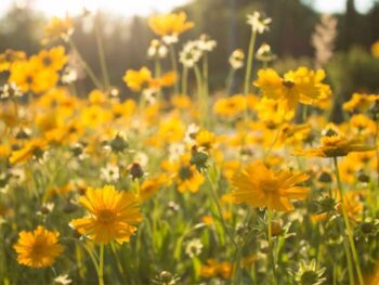 Yellow And White Daisy