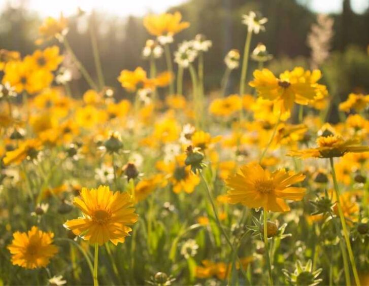 yellow and white daisy Yellow And White Daisy