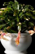 Yellow Christmas Cactus