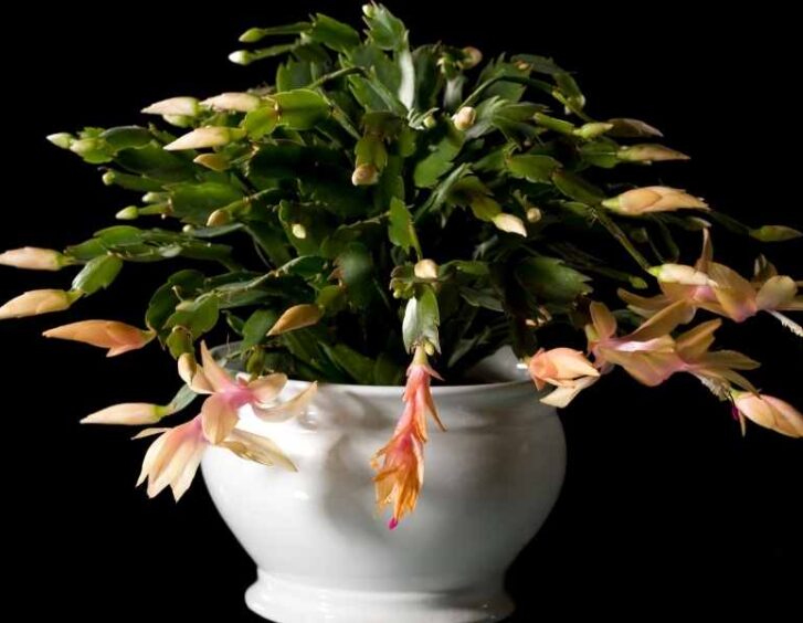 Yellow Christmas Cactus