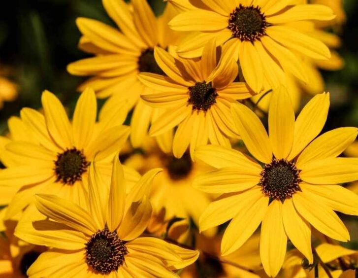 yellow daisy flower Yellow Daisy Flower