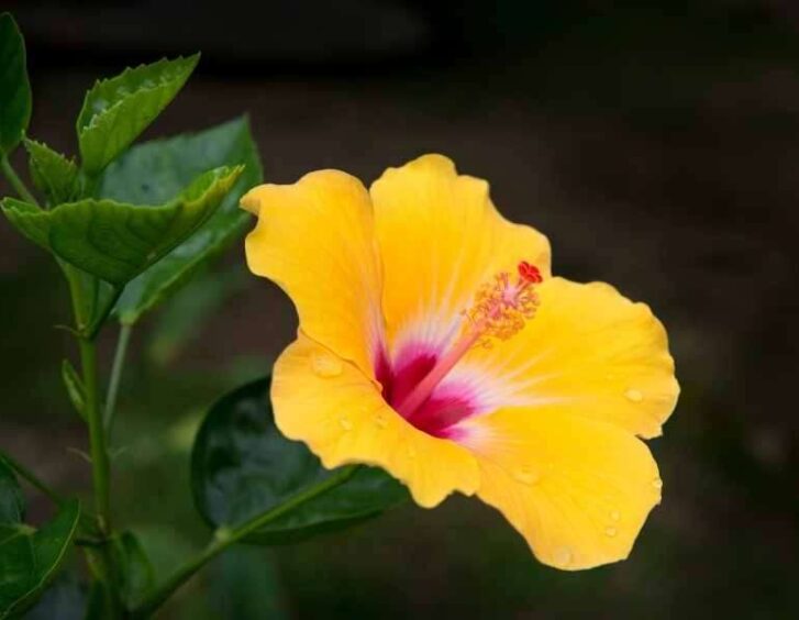 yellow hibiscus Yellow Hibiscus
