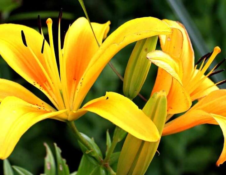 yellow lily Yellow Lily