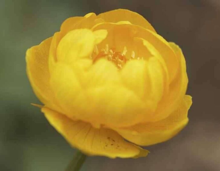 yellow peony Yellow Peony