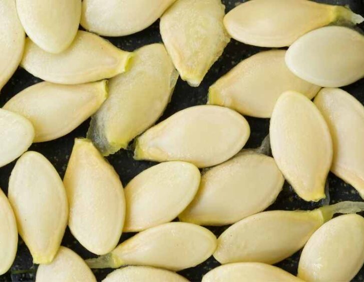zucchini seeds Zucchini Seeds