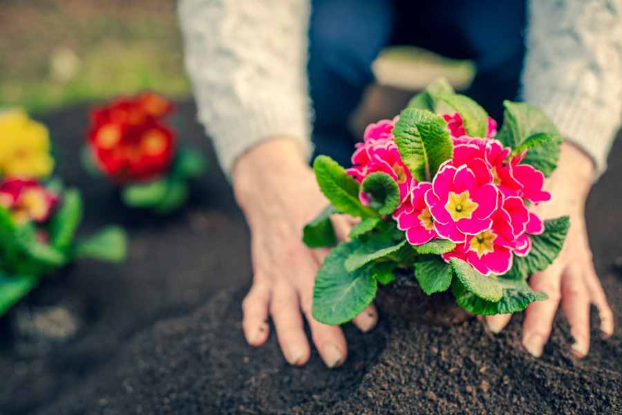 In Springtime, a woman is planting flowers in her garden.